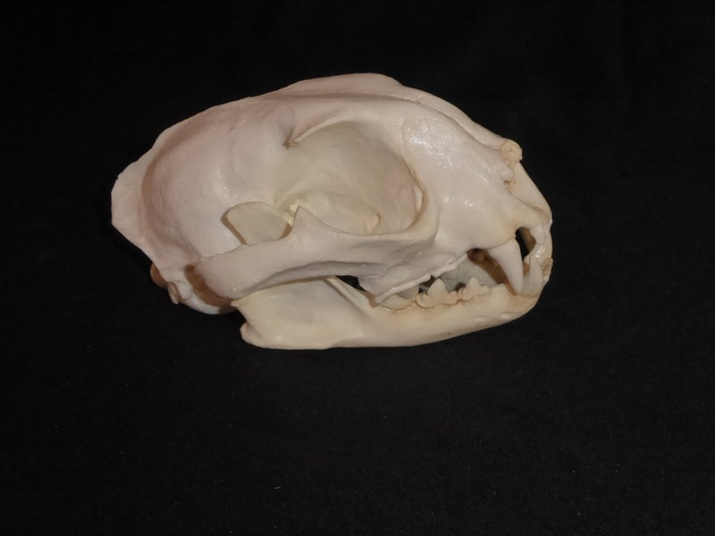 Caracal-Female-Skull-Replica-Right-CADJL0002