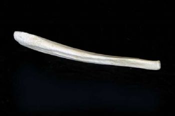 Cave-Bear-Baculum-Replica-RM31B-GMsld-LgMUM-TPttC Cave Bear Baculum Replica