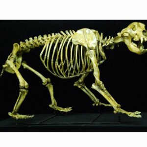cave bear disarticulated skeleton close