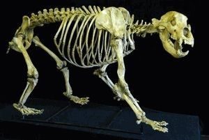 cave bear skeleton replica