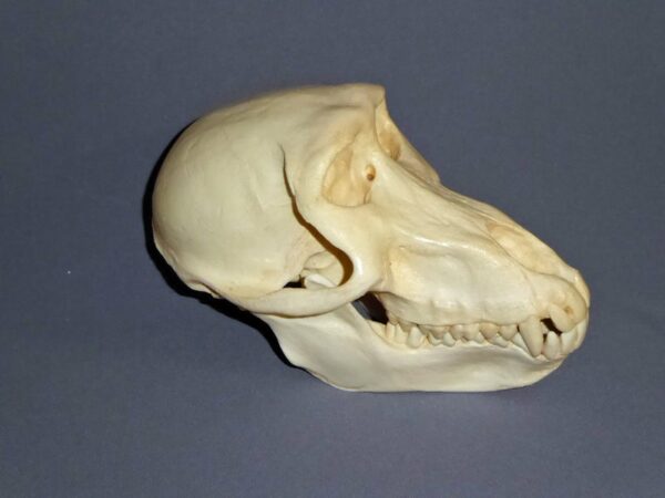 chacma baboon female skull replica far right CADJL0035
