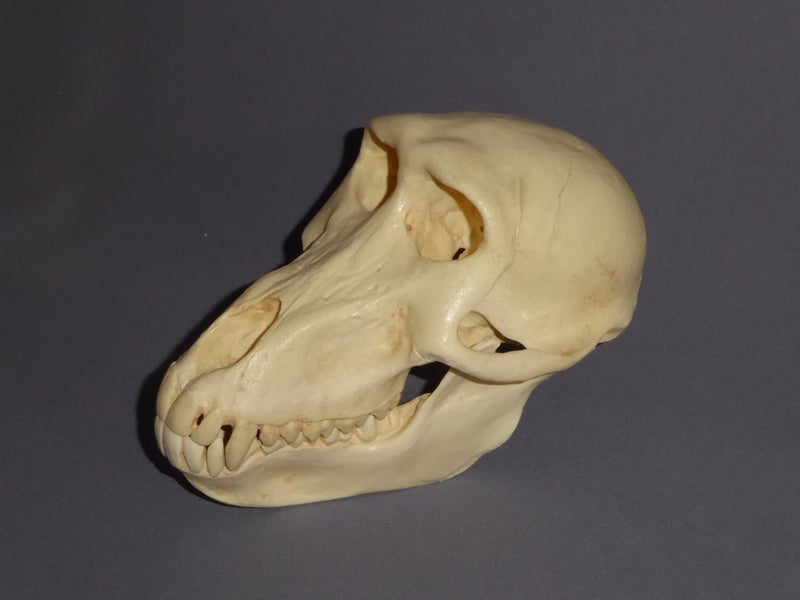 Chacma-Baboon-Female-Skull-slight-left-CADJL0035