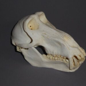 chacma baboon male skull replica right CADJL0034
