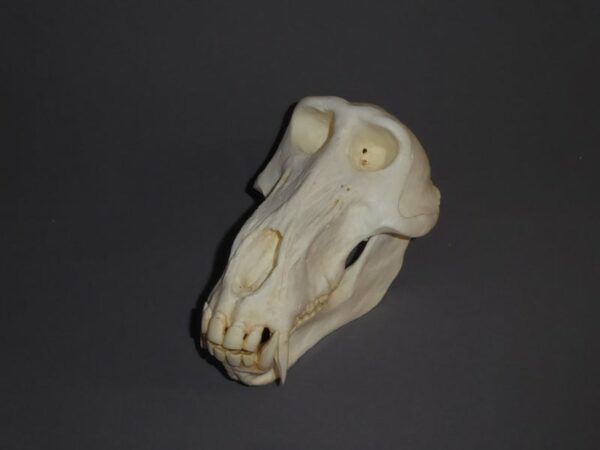 chacma baboon male skull replica slight left CADJL0034