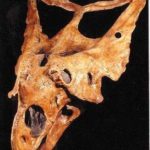 Chasmosaur belli Skull replica
