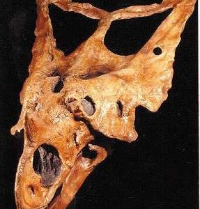 Chasmosaur belli Skull replica