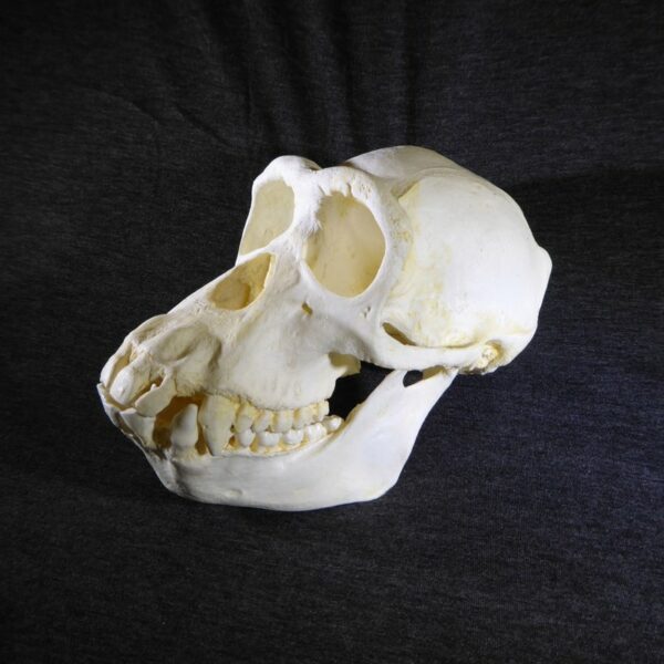 chimpanzee adult female skull replica left CA23023
