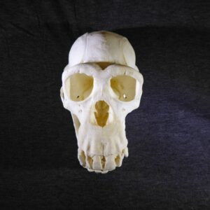 chimpanzee adult female skull replica straight CA23023