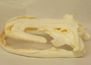 The Chinese giant salamander skull replica is a museum-quality polyurethane resin cast of a CAS 1:1 specimen for herpetology study.