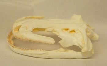 The Chinese giant salamander skull replica is a museum-quality polyurethane resin cast of a CAS 1:1 specimen for herpetology study.