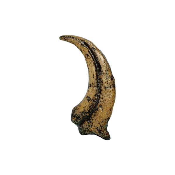chirostenotes claw replica facing left CL07