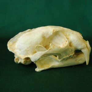 clouded leopard skull replica ca22176