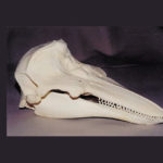 common harbour porpoise skull
