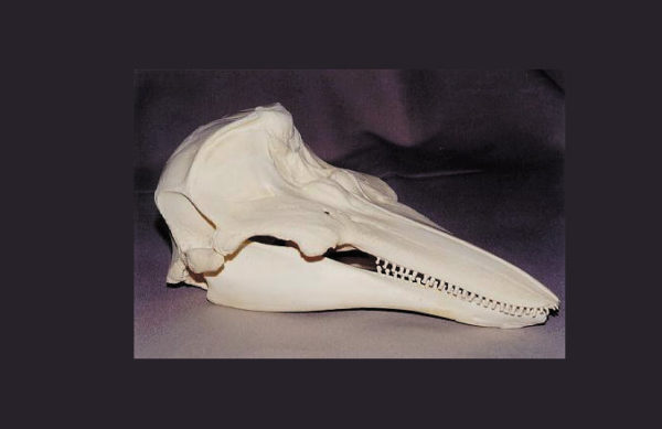 common harbour porpoise skull