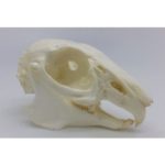 Cottontail Rabbit Skull Replica