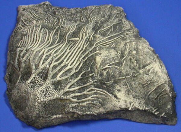 crinoid scyphocrinus plaque P304