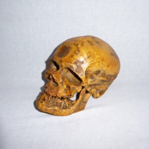 cro magnon 1 skull left H1MT1