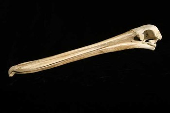 Brown Pelican Skull Replica