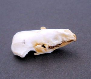 northern short-tailed shrew skull