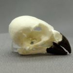 DUguH-sqWGH-KpRpWsmall_Male_tree_finch_bird_skull_replica_skeletonsandskullssuperstore.com