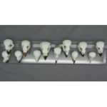 Darwins Finches - Set of twelve Skulls