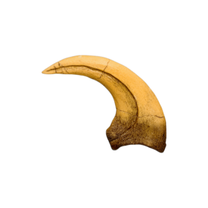 deinonychus claw replica facing left SH16