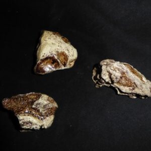 Dicynodont Grimbeeki Skull Replicas s013