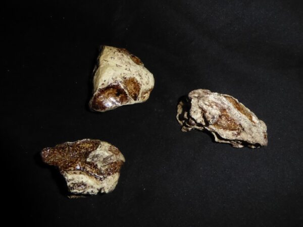 Dicynodont Grimbeeki Skull Replicas s013