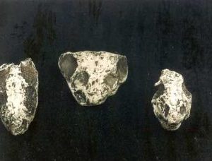 Dicynodont Skull Replicas