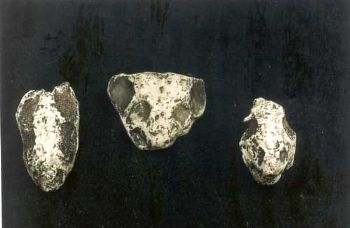 Dicynodont Skull Replicas