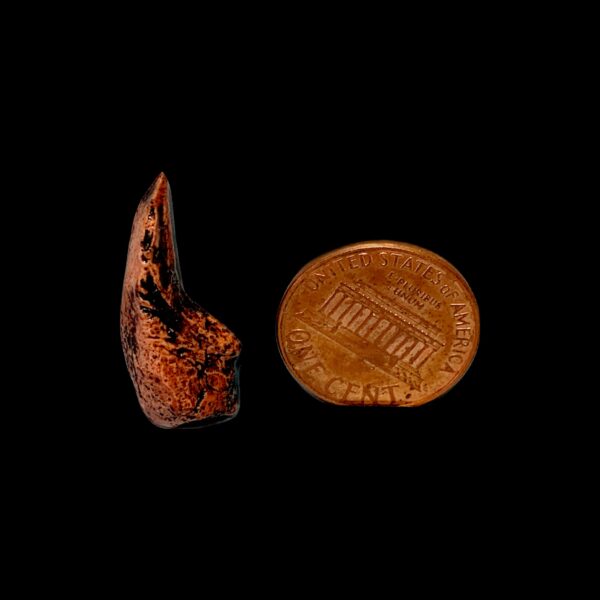 dimetrodon dinosaur claw replica cl10