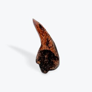 dimetrodon dinosaur claw replica cl10