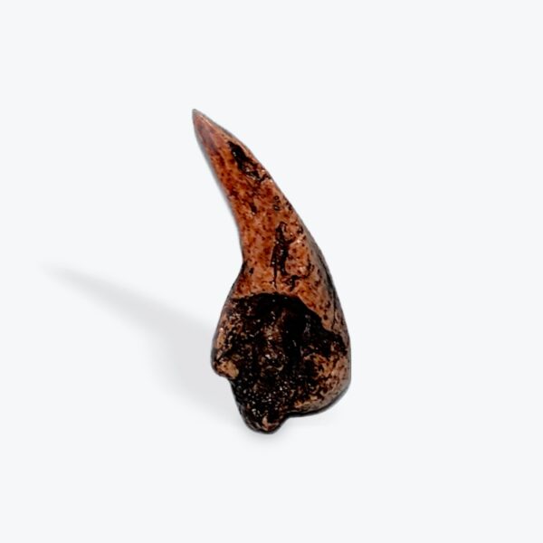 dimetrodon dinosaur claw replica cl10