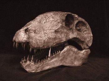 Dimetrodon limbatus Skull Replica