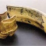 Diprotodon Tooth Molar Replica