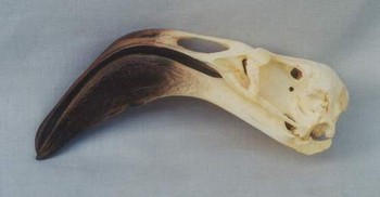 Greater Flamingo Skull Replica