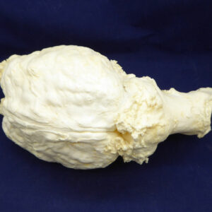 draft horse brain replica b0011