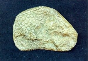 Dinosaur Fossil Rock Replica