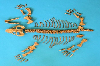 Dicynodontian Skeleton Disarticulated