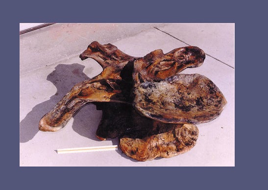 Dystylosaurus-Dorsal-Vertebra-Fossil-M17