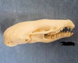Eastern Mole Skull Replica