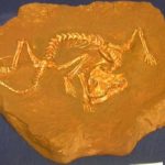 Ripeosaurian Complete Skeleton Plaque