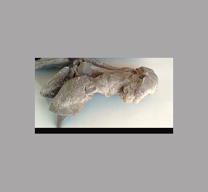 eremotherium mirabile articulated hand C009