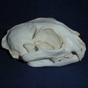 eurasian lynx male skull right CA11707
