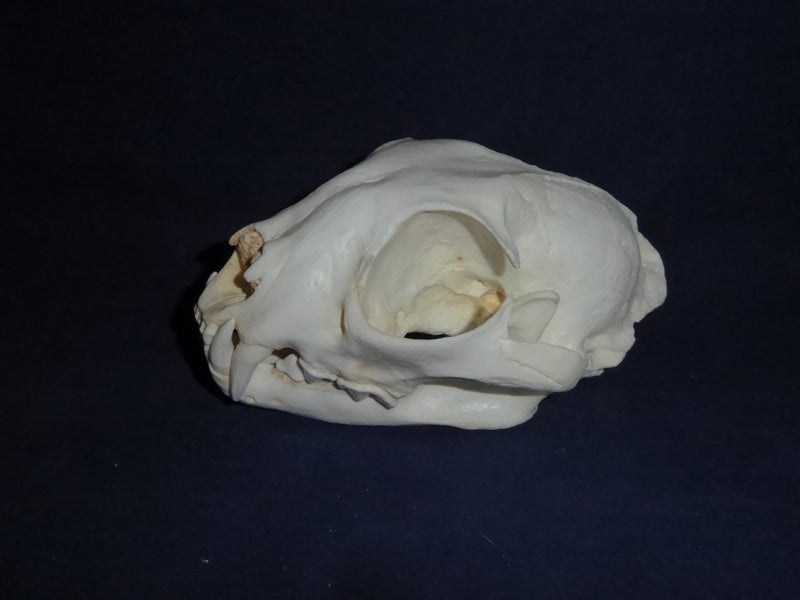 Eurasian-Lynx-Male-Skull-left-CA11707