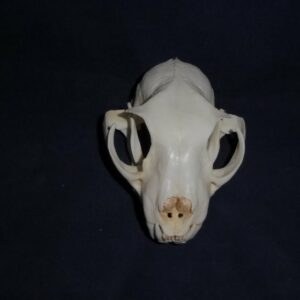 eurasian lynx male skull straight CA11707