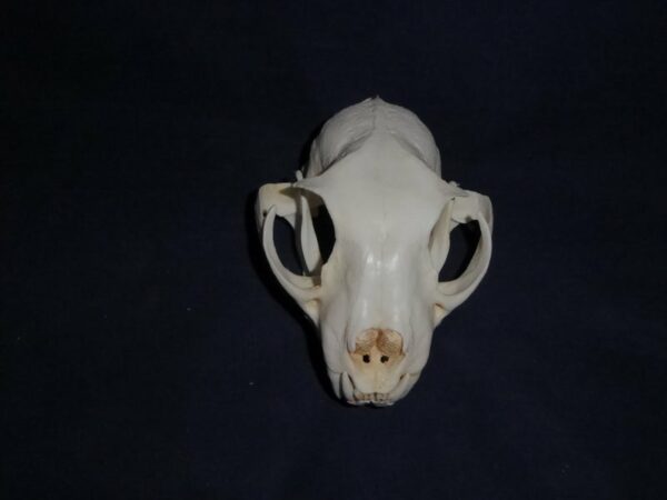 eurasian lynx male skull straight CA11707