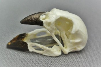 Vegetarian Male Finch Bird Skull