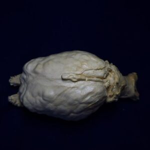 extinct wild horse brain replica b0009