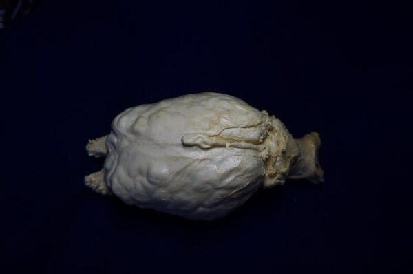 extinct wild horse brain replica b0009